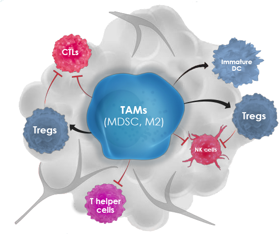 TAMs